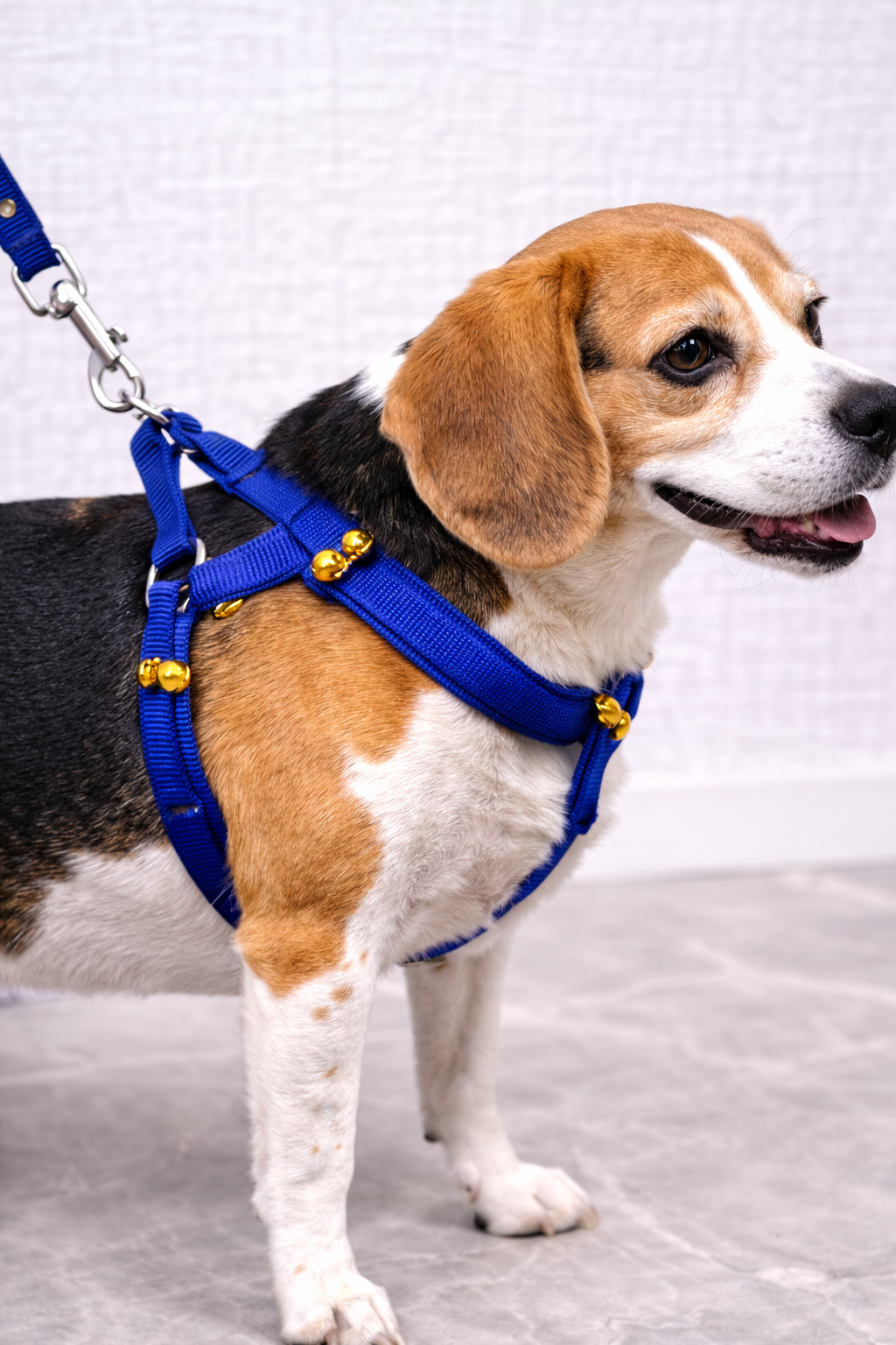 Small Ghungroo Harness Belt coller Blue